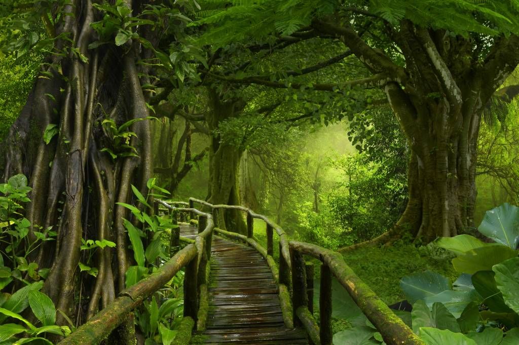 Árboles - Papel pintado con Puente de madera a través de una selva verde - Habitación