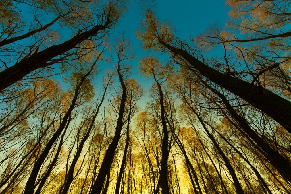 Bosque - Papel pintado con Amanecer entre altos árboles - Habitación