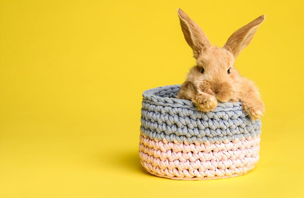Animales Papel pintado con Conejo en la cesta - Habitación de los niños