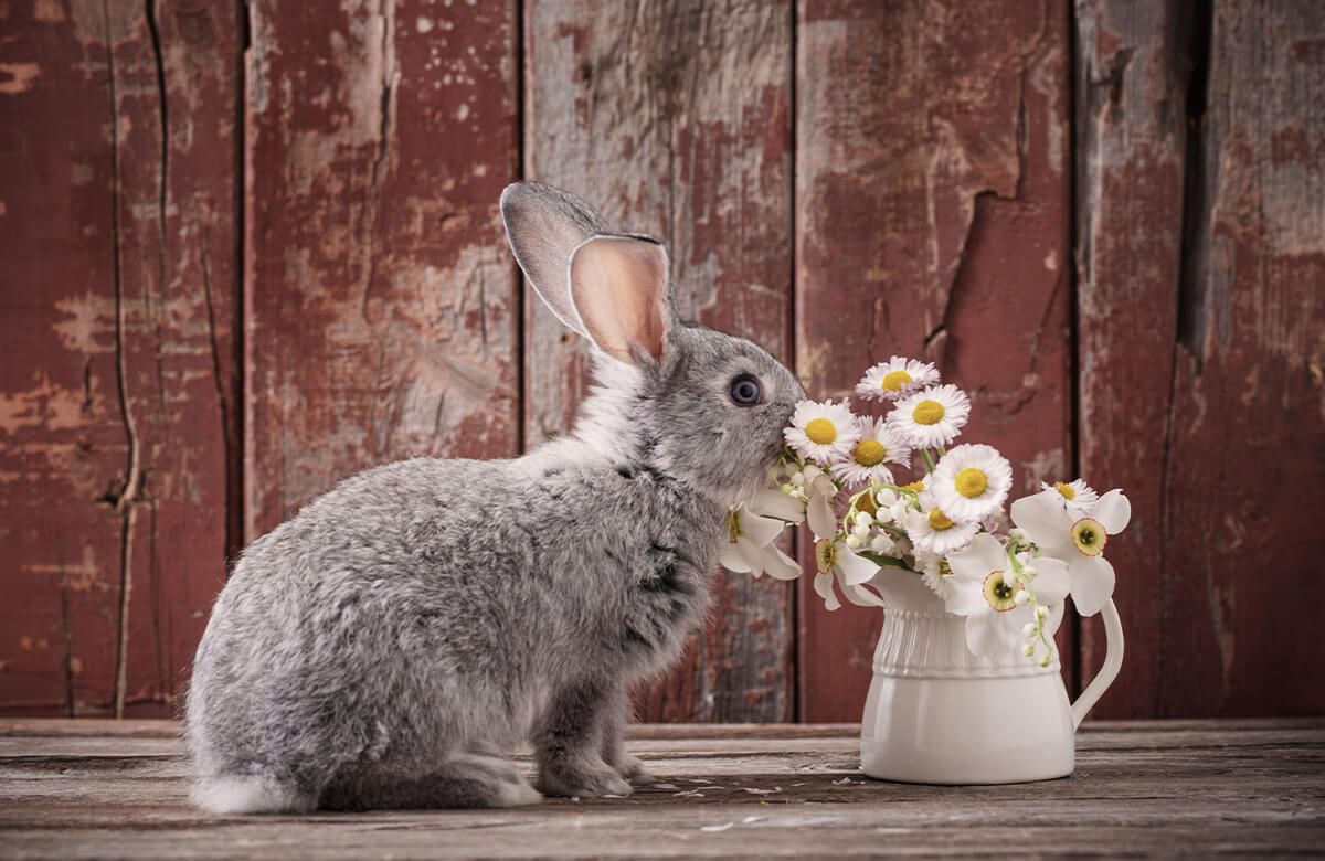 Animales Papel pintado con Conejo con margaritas - Habitación de los niños