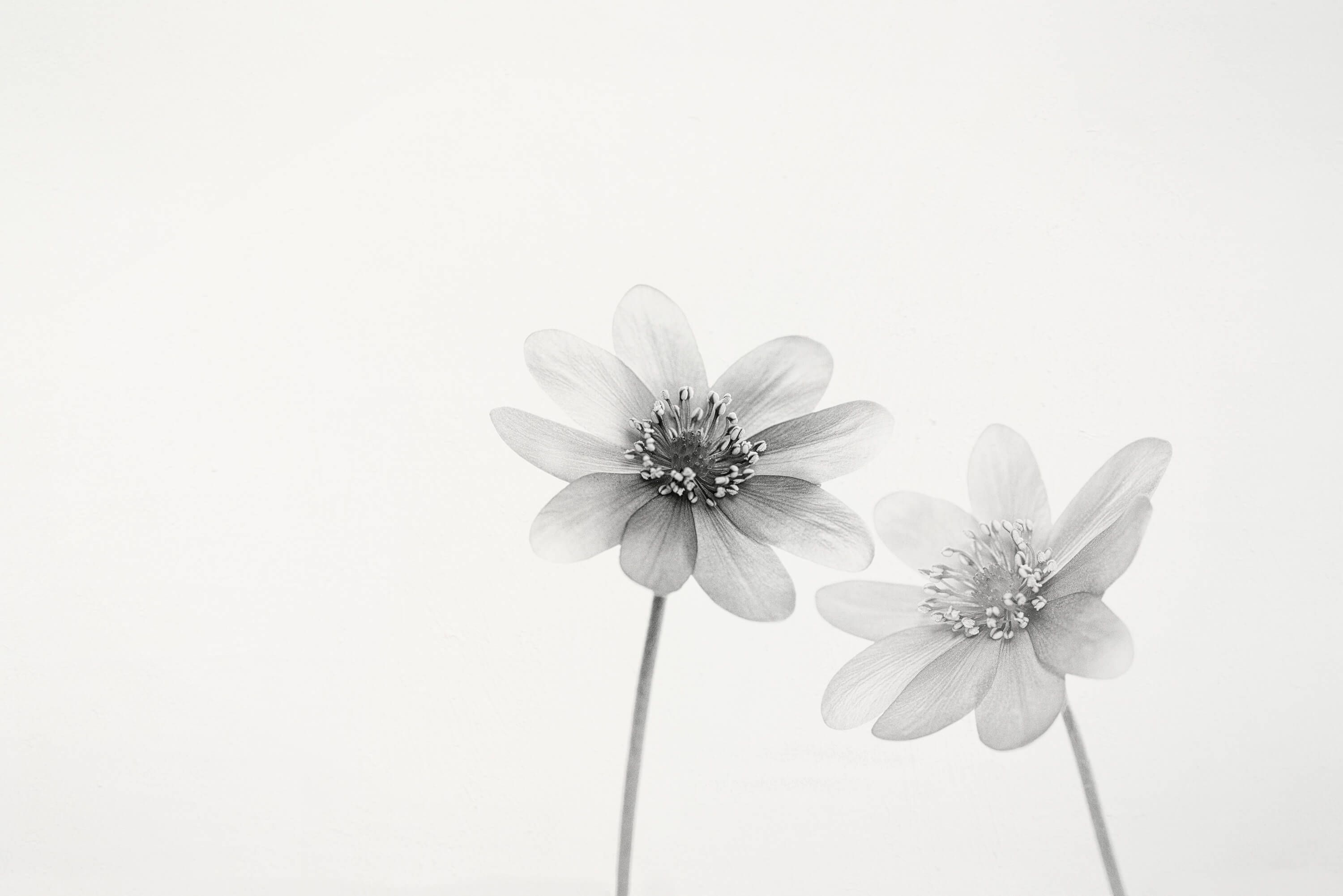 Still-life Papel pintado con Dos flores pequeñas - Salón