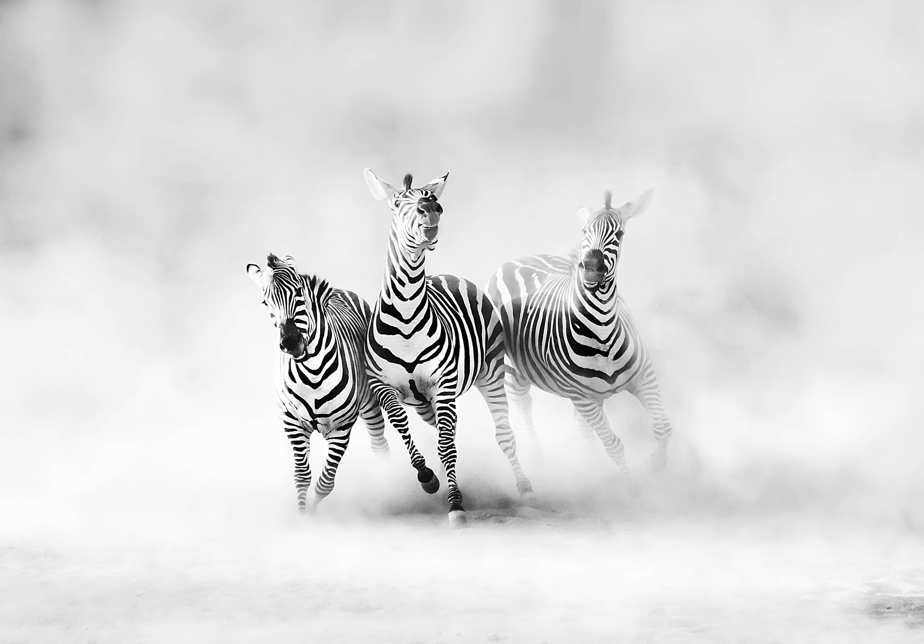 Wilde dieren Papel pintado con Cebras - Salón