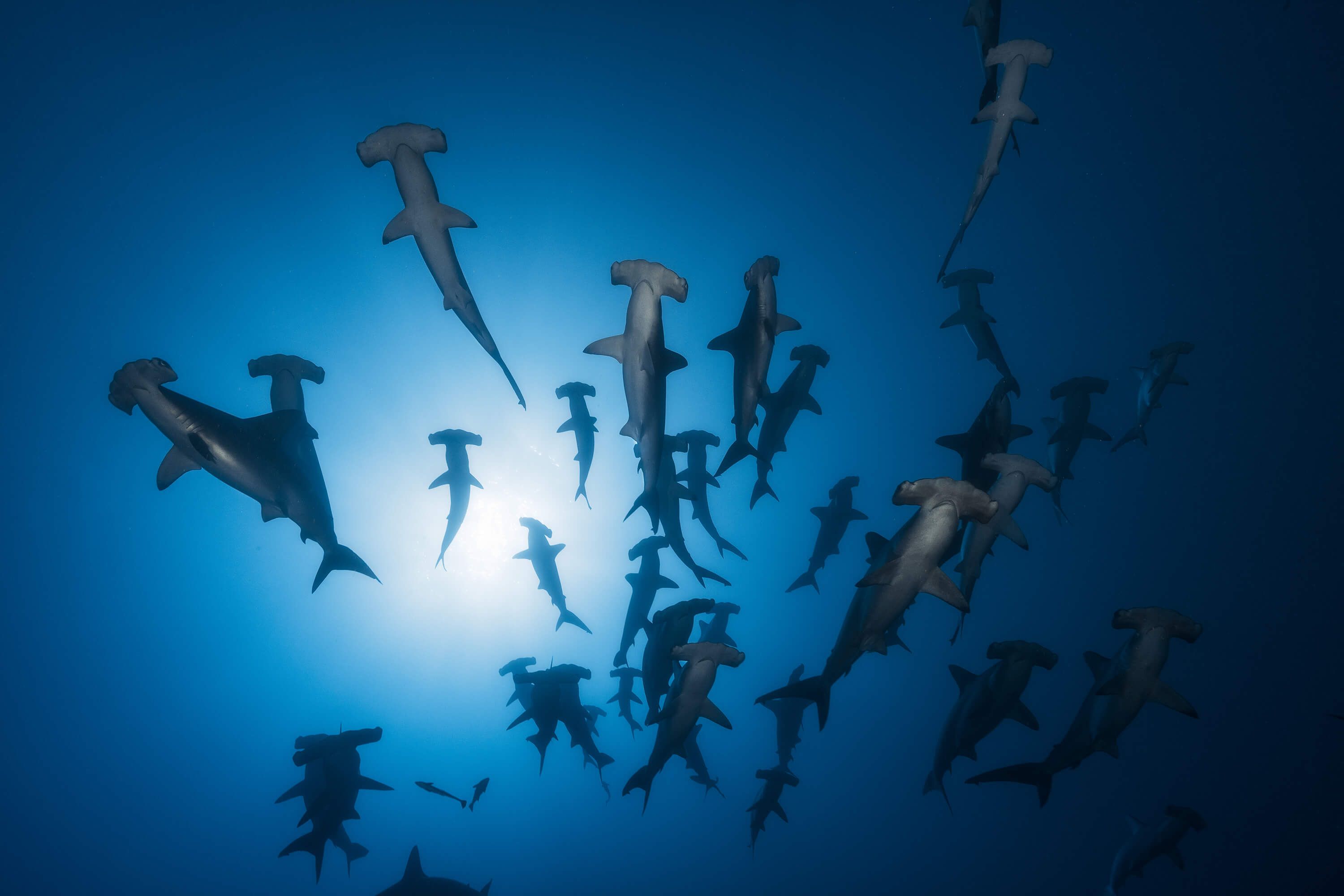Underwater Papel pintado con Tiburón martillo - Fotografía submarina - Habitación de adolescentes