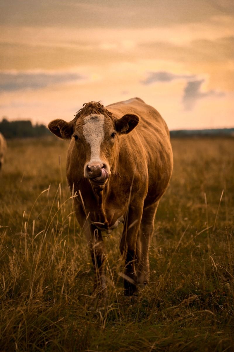 Vaca con lengua en la nariz