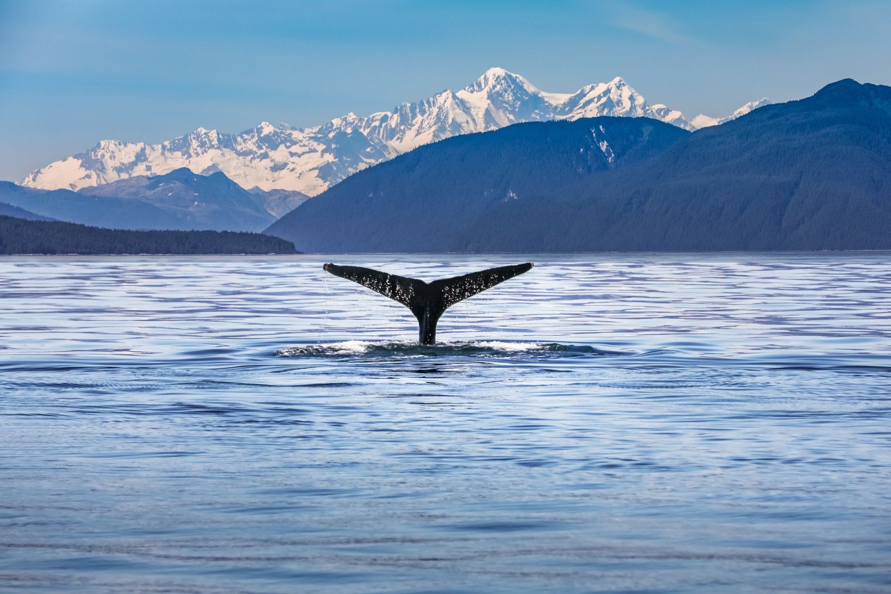 Ballena buceando con las montañas de fondo