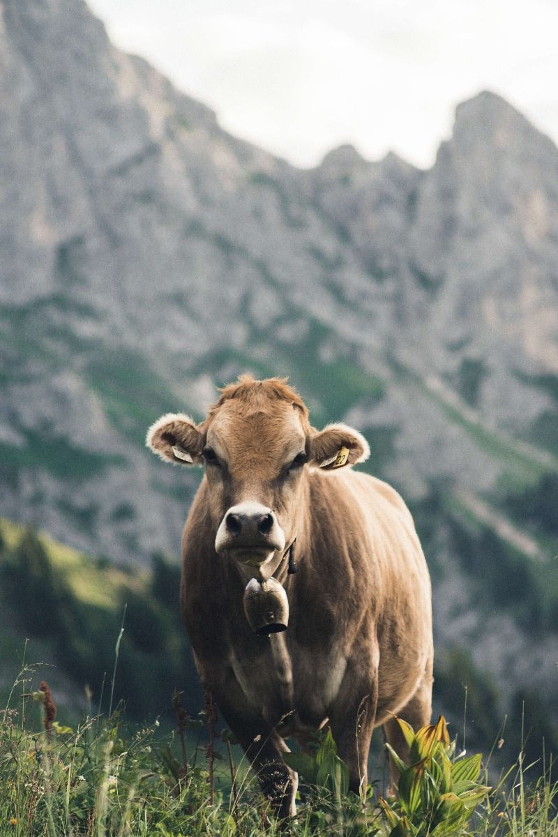 Vaca de montaña