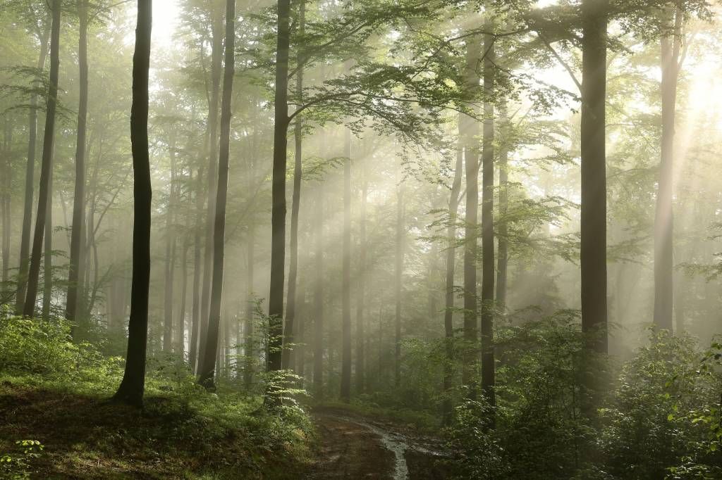 Bosque verde en la niebla