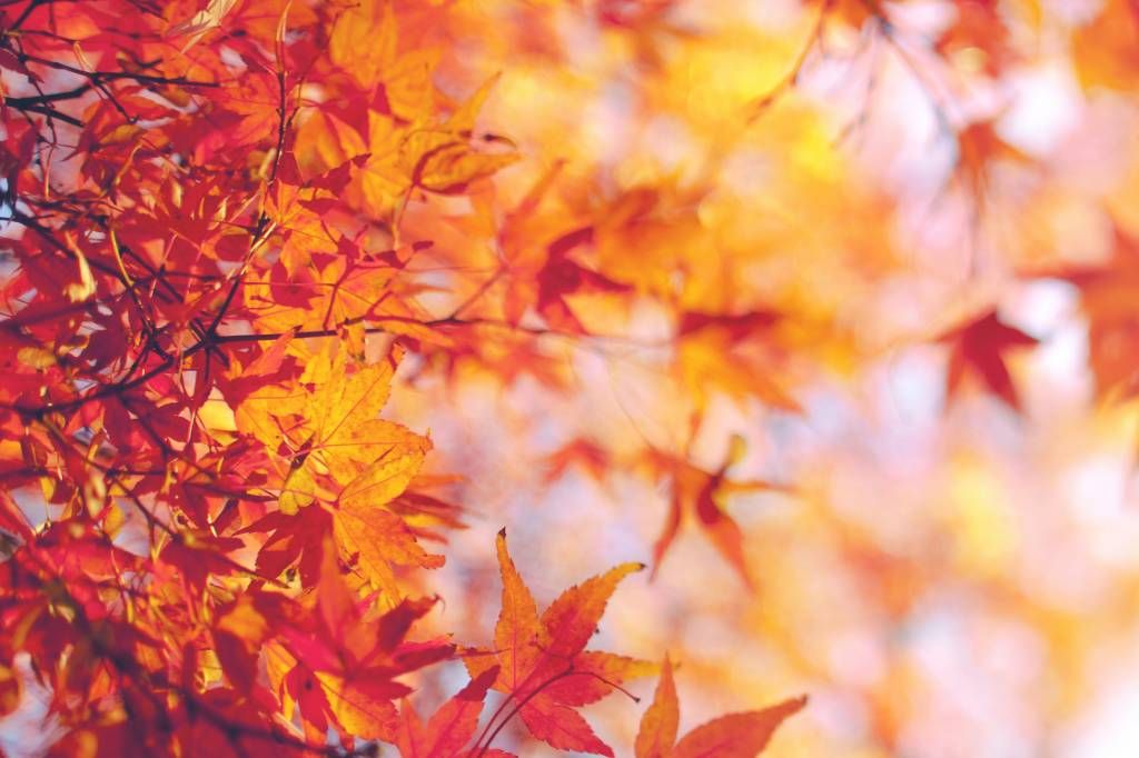 Hojas de otoño