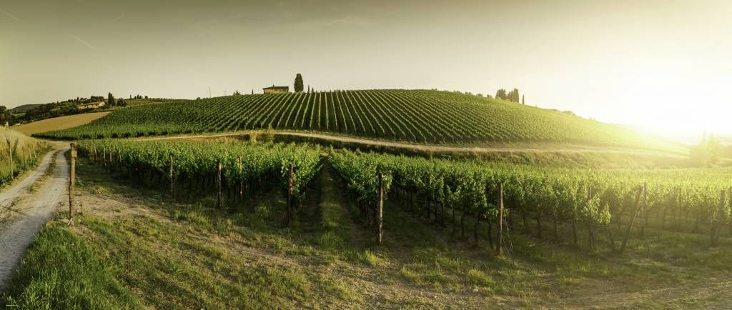 Viñedo de la Toscana
