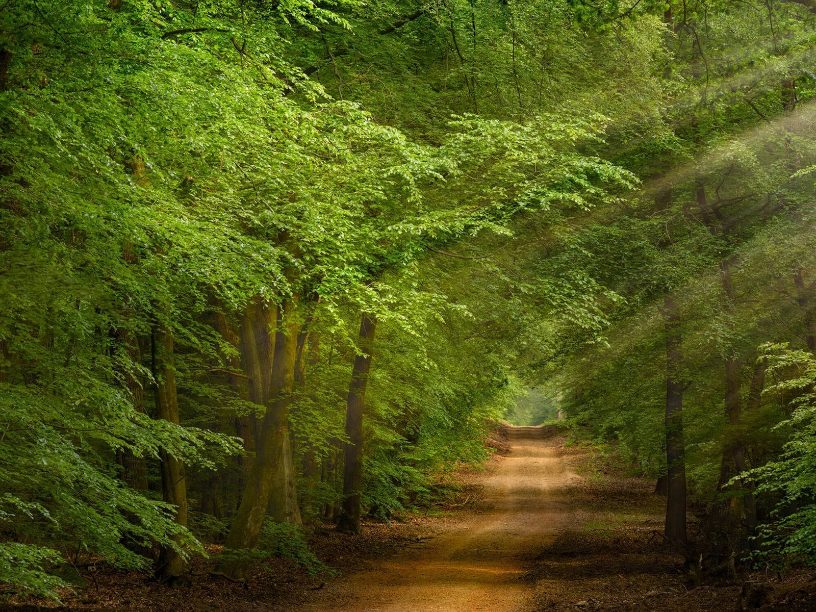 Camino en el bosque con sol