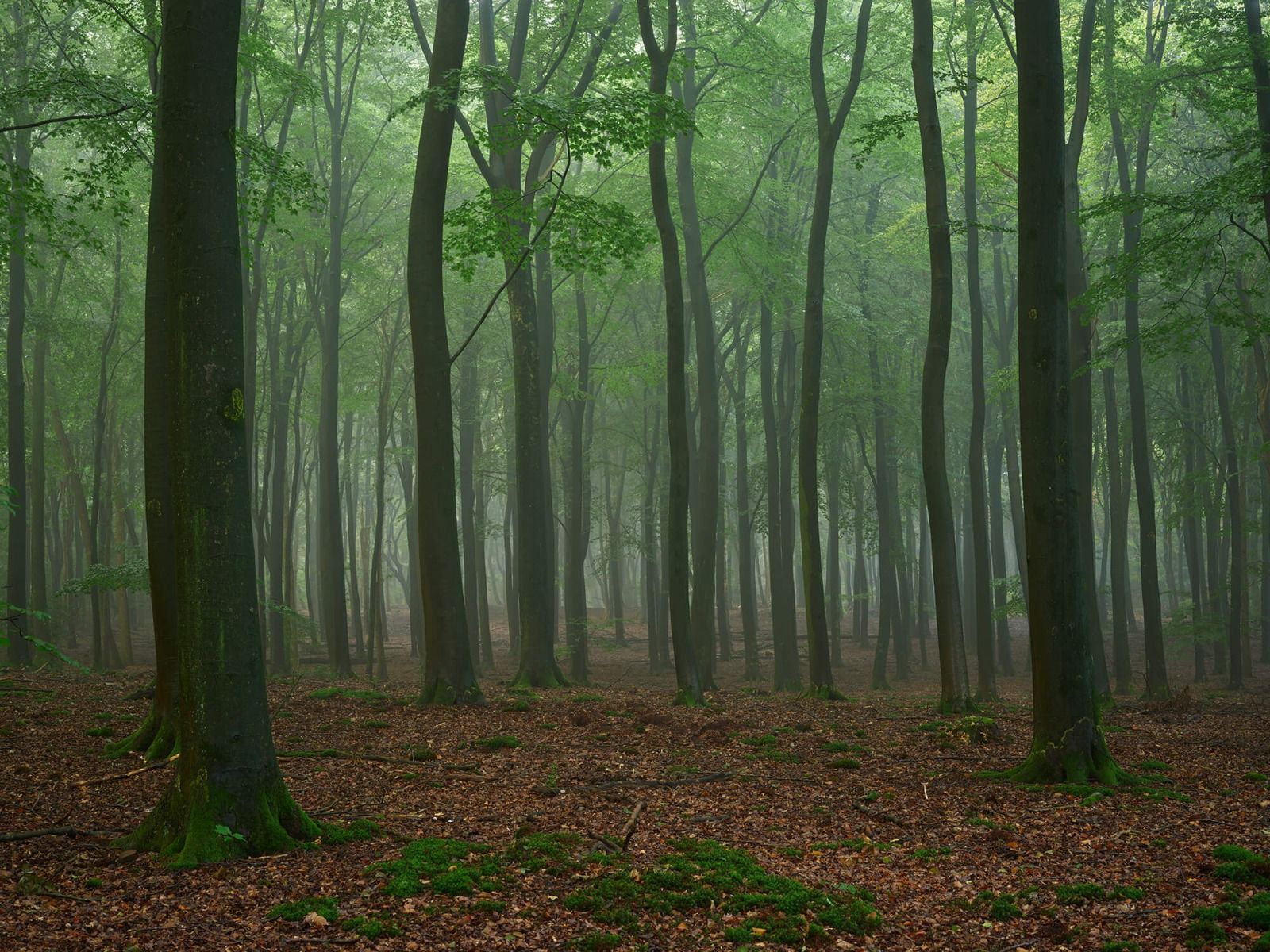 Niebla en el bosque