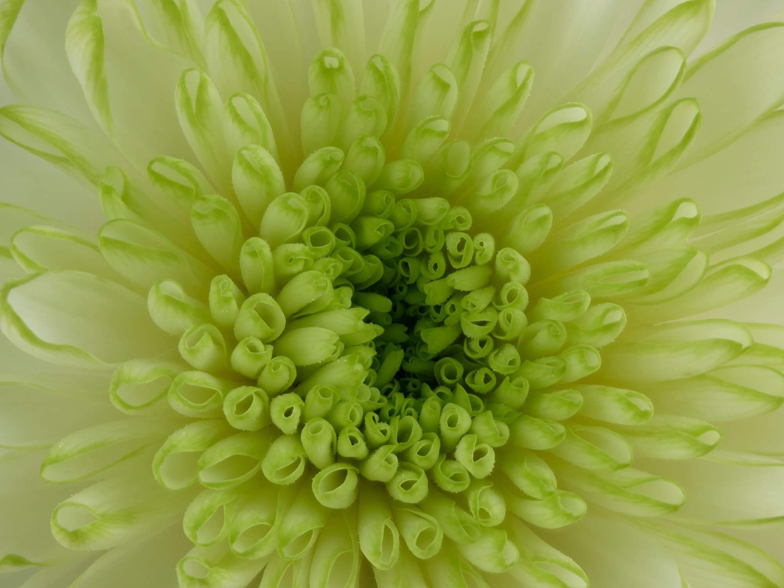 Primer plano de la flor