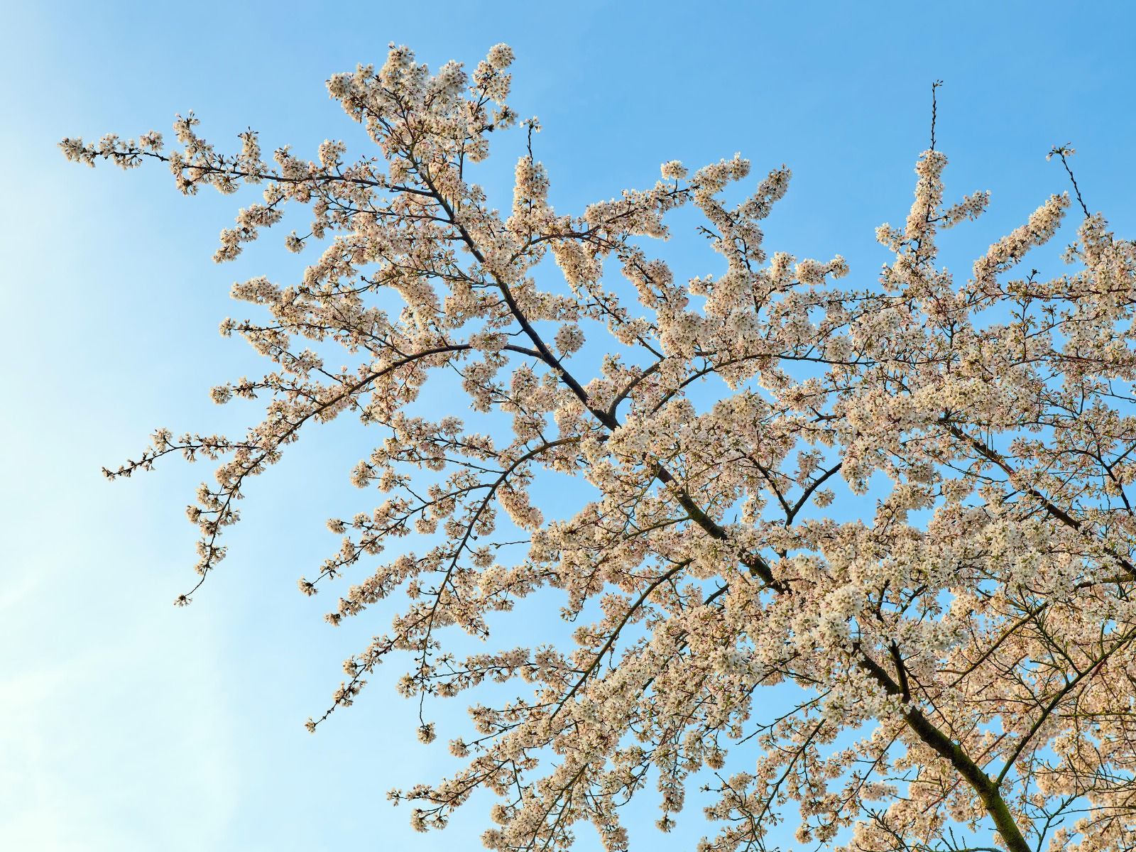 Rama de la flor