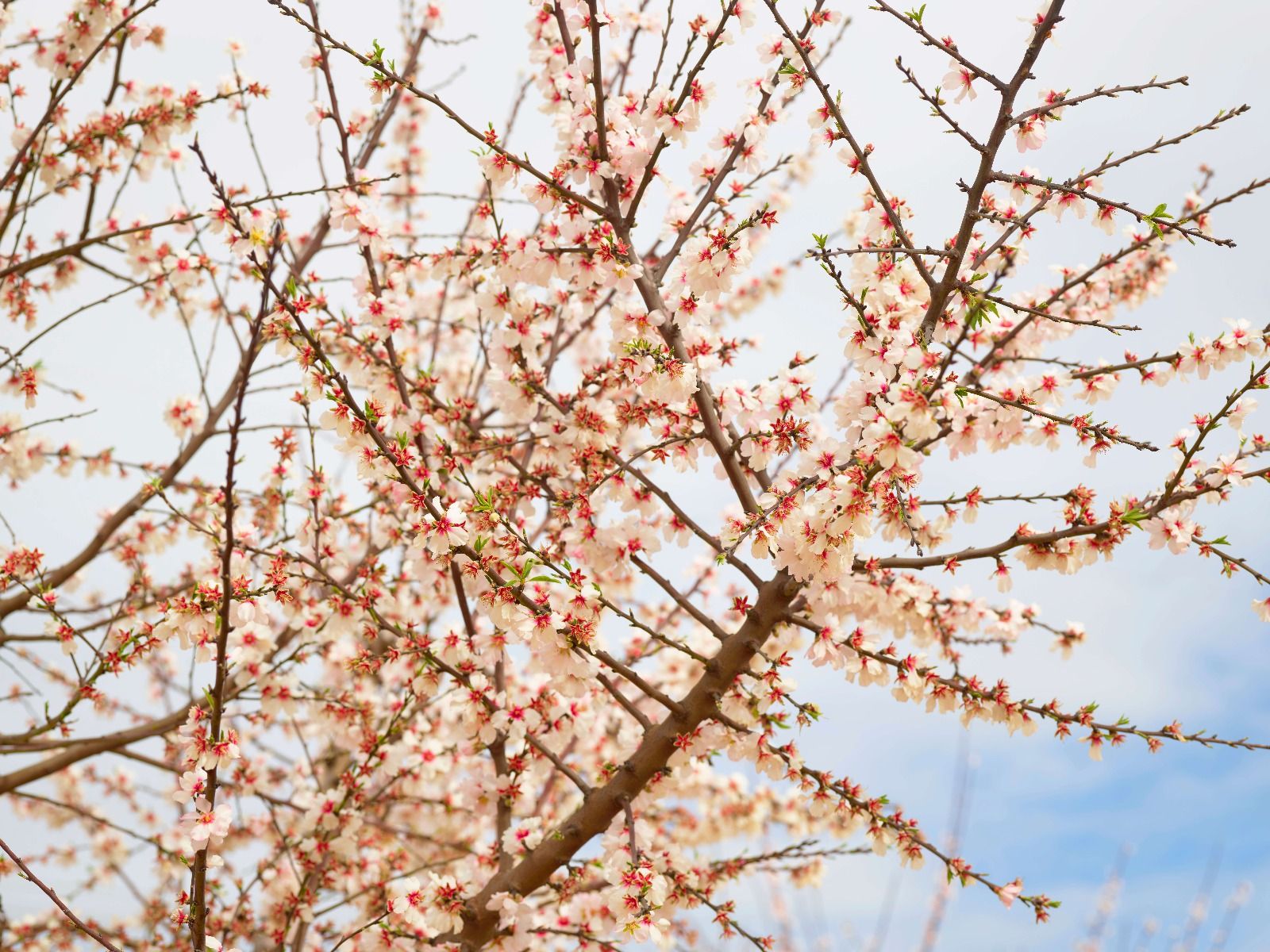 Flor de España