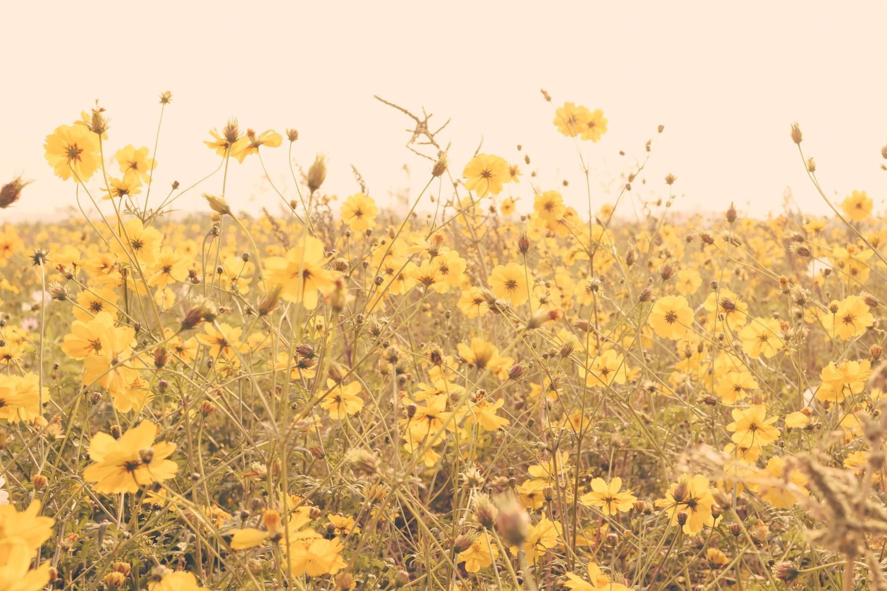 Flores amarillas con aspecto vintage