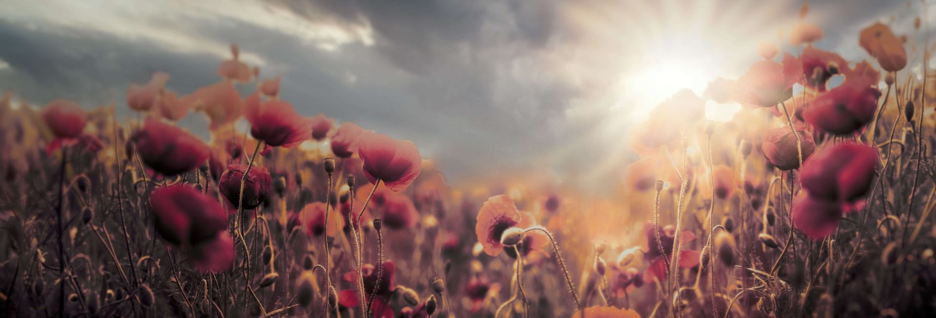 Amapolas vintage