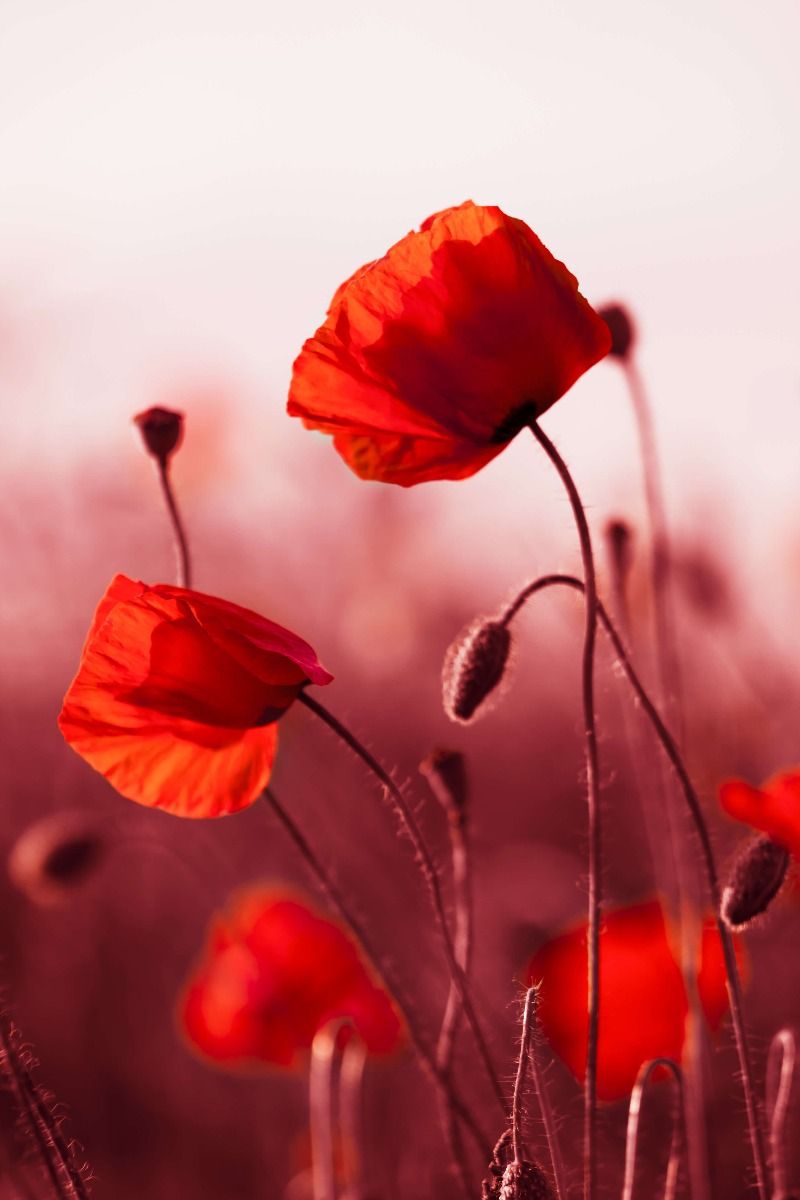 Amapolas en la pradera