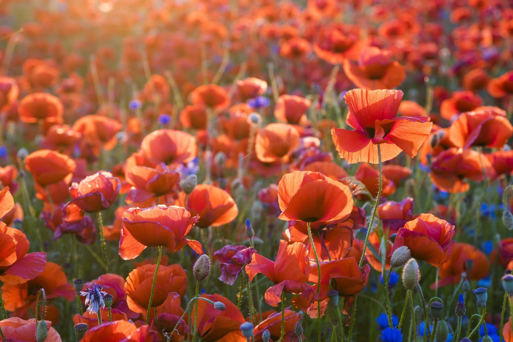 Amapolas a la luz del atardecer