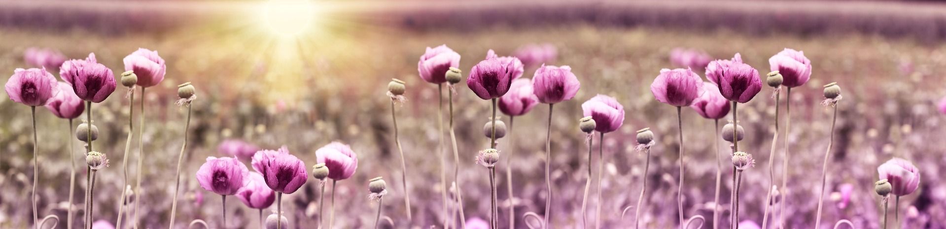 Amapolas rosas