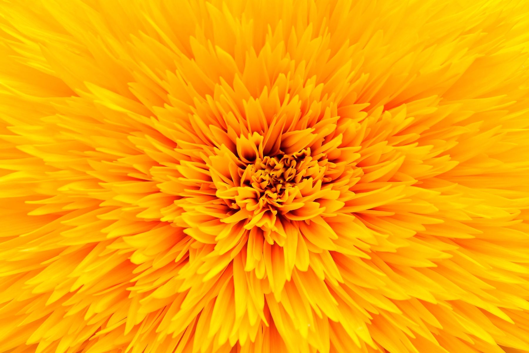 Flor amarilla