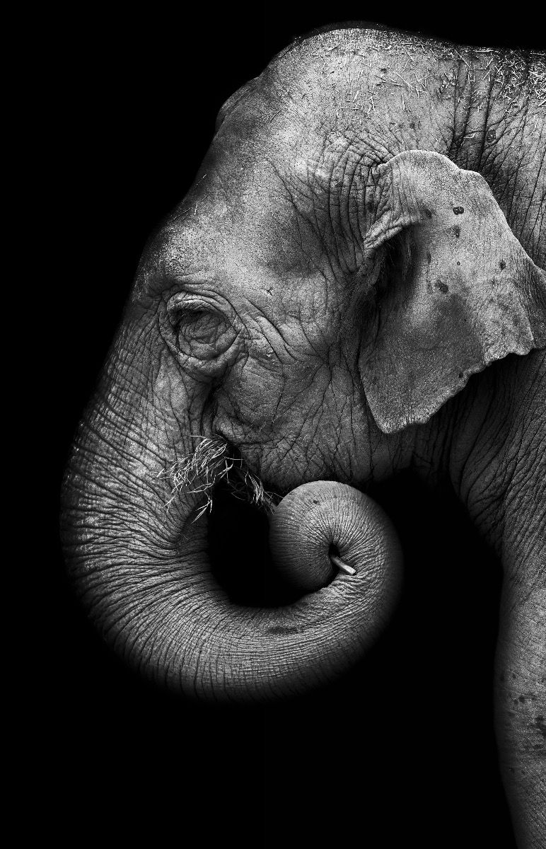 Retrato de elefante