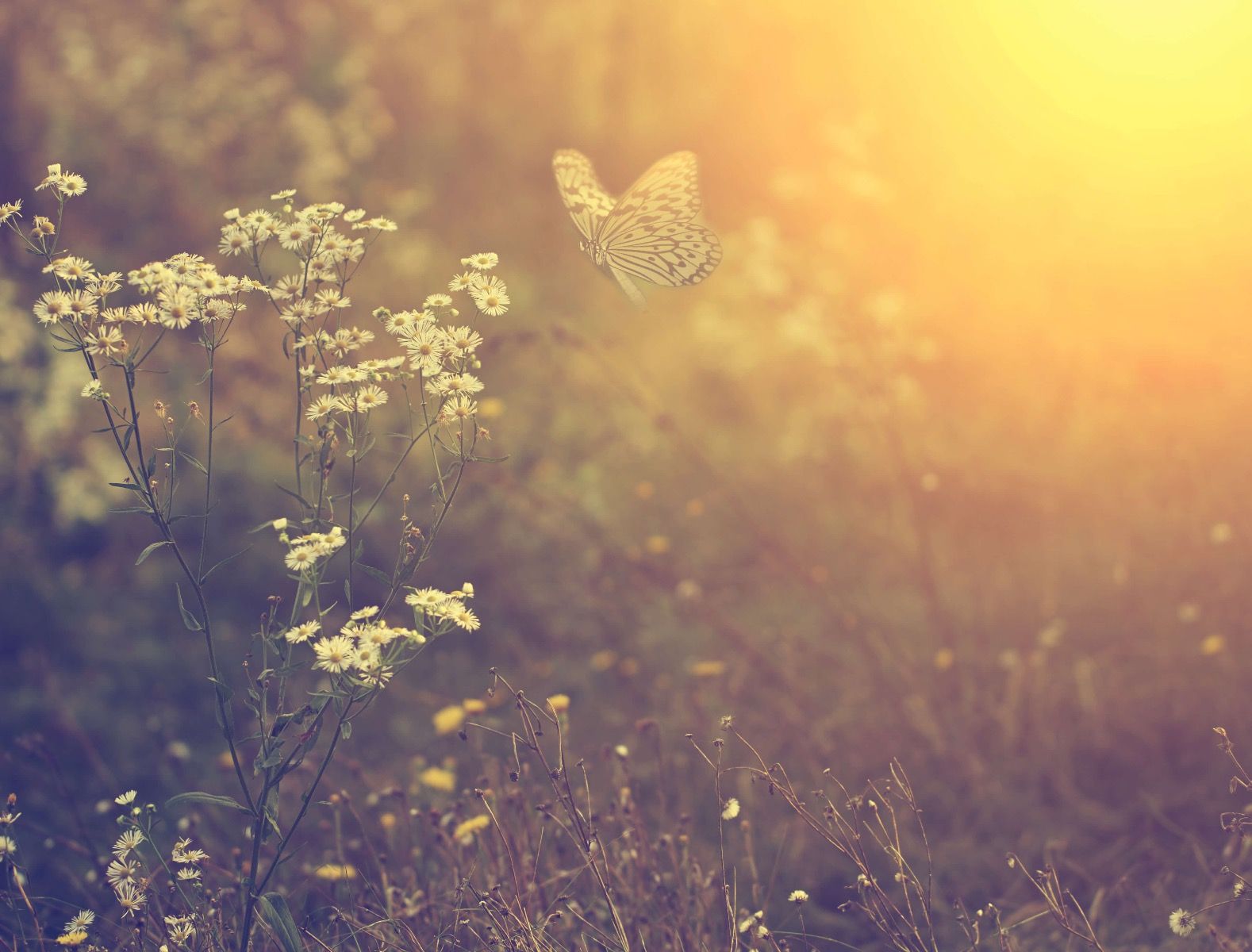 Mariposa con flores