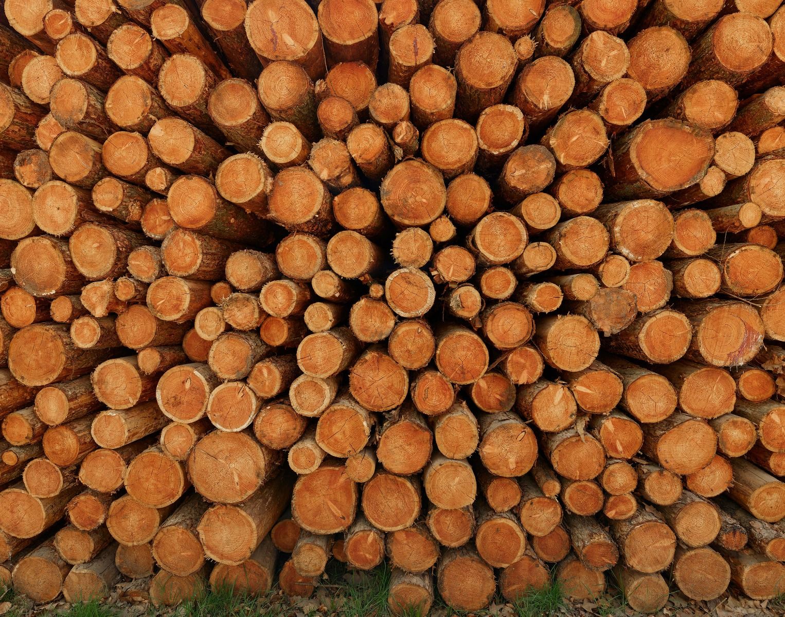 Pila de troncos de árboles oscuros