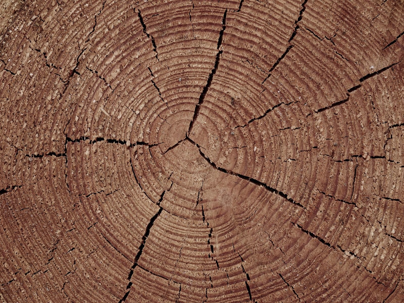 Tronco de árbol con anillos anuales