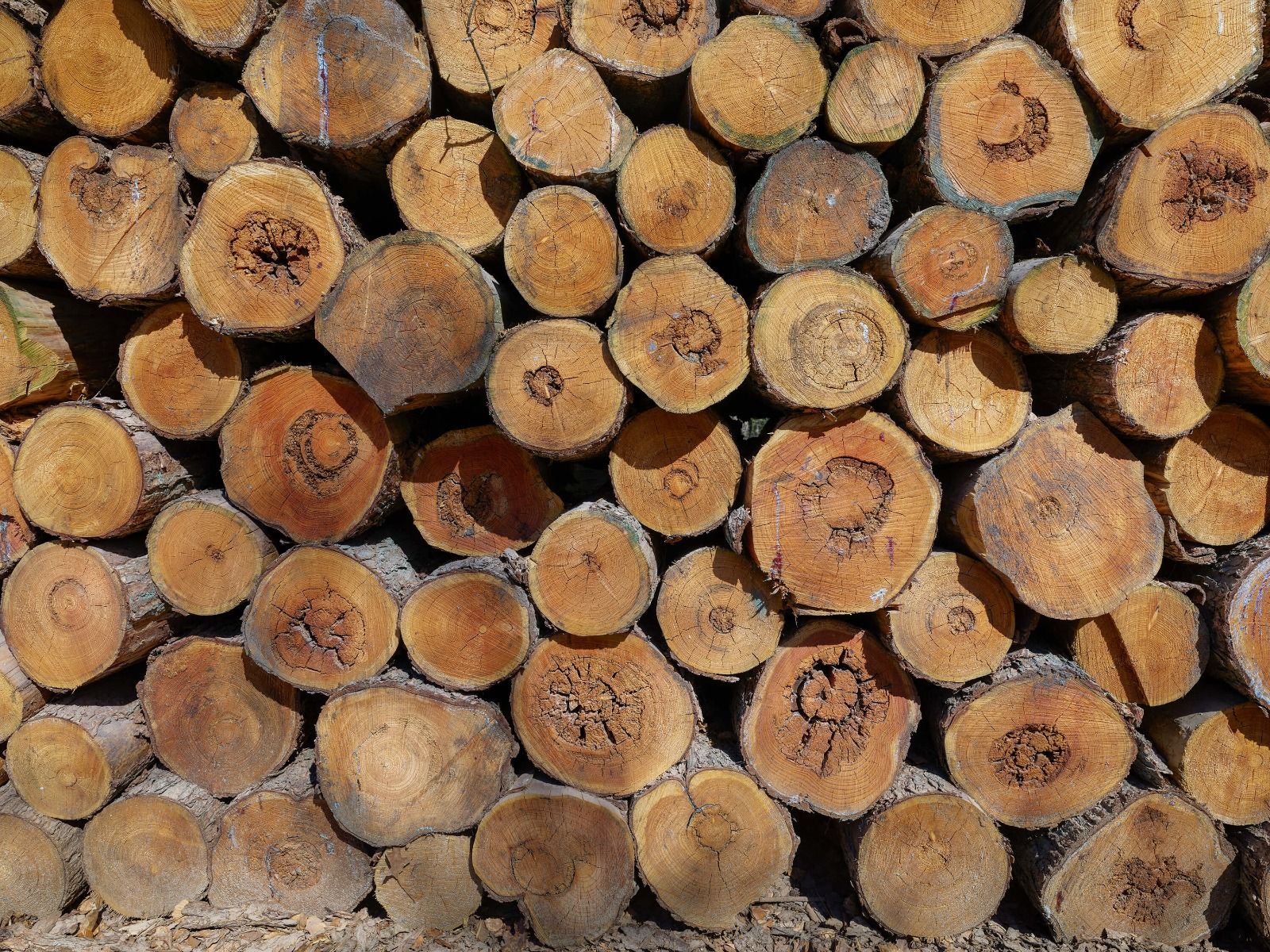 Pila de troncos de árboles