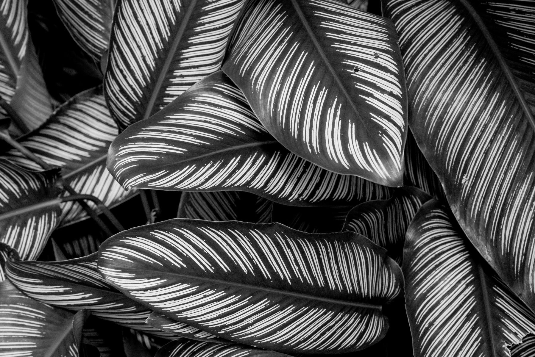 Hojas de palmera blancas y negras