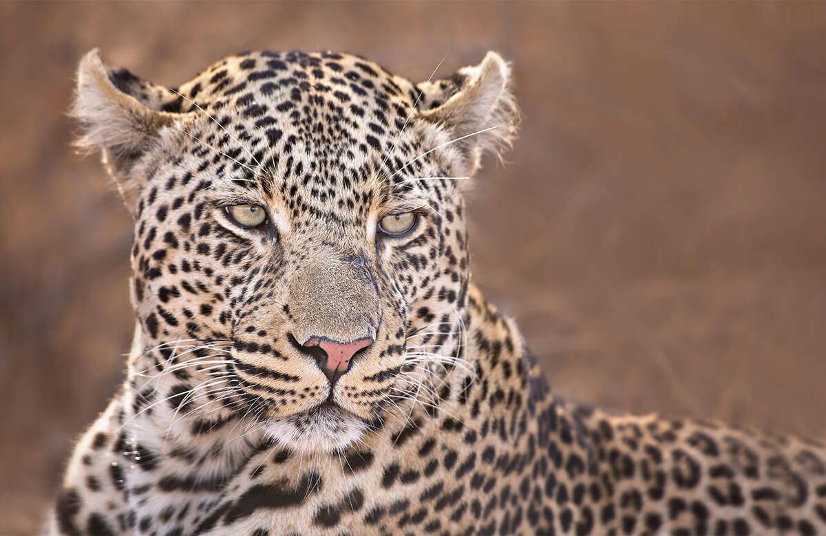 Retrato de leopardo