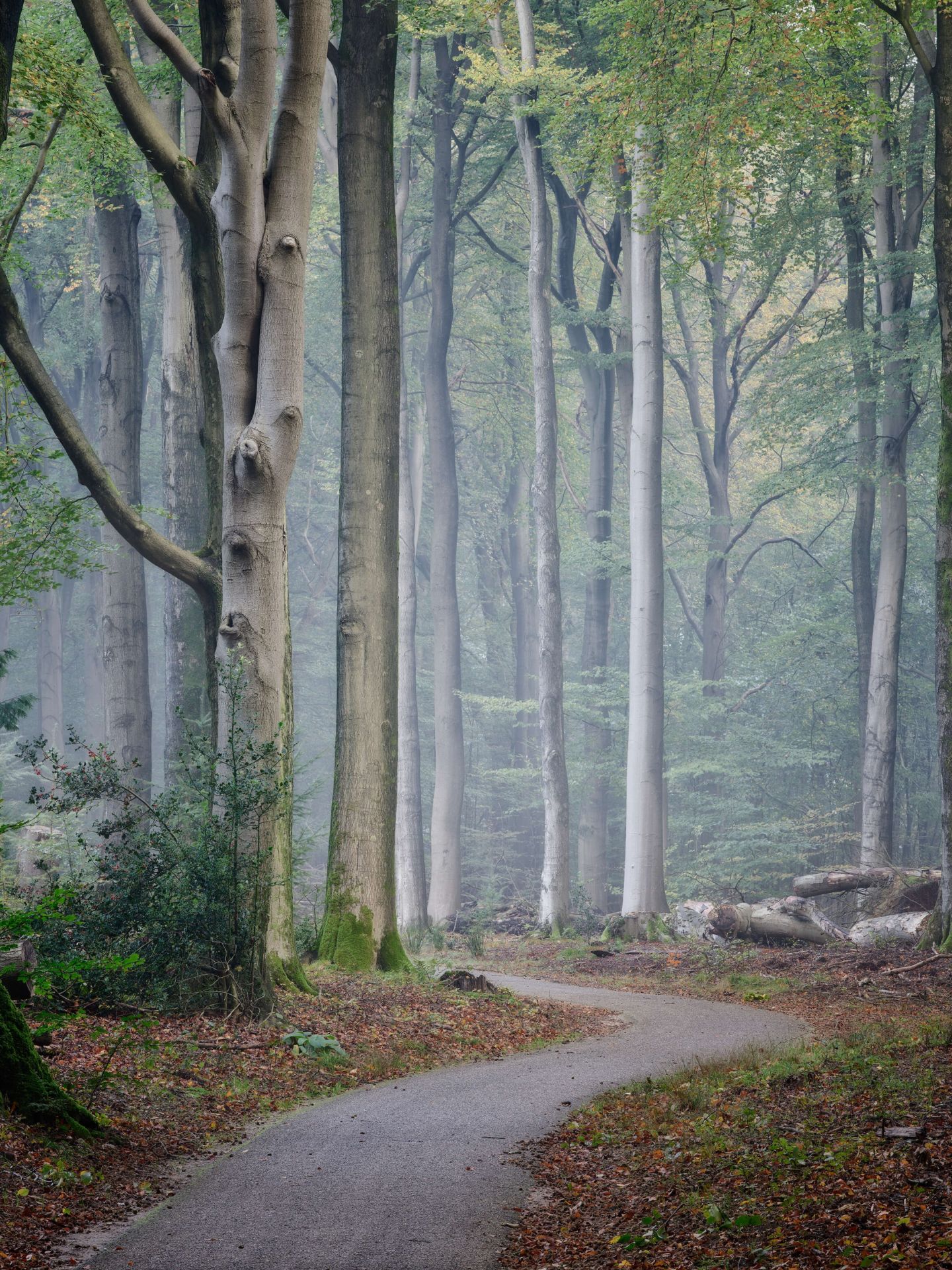 Camino a través del bosque