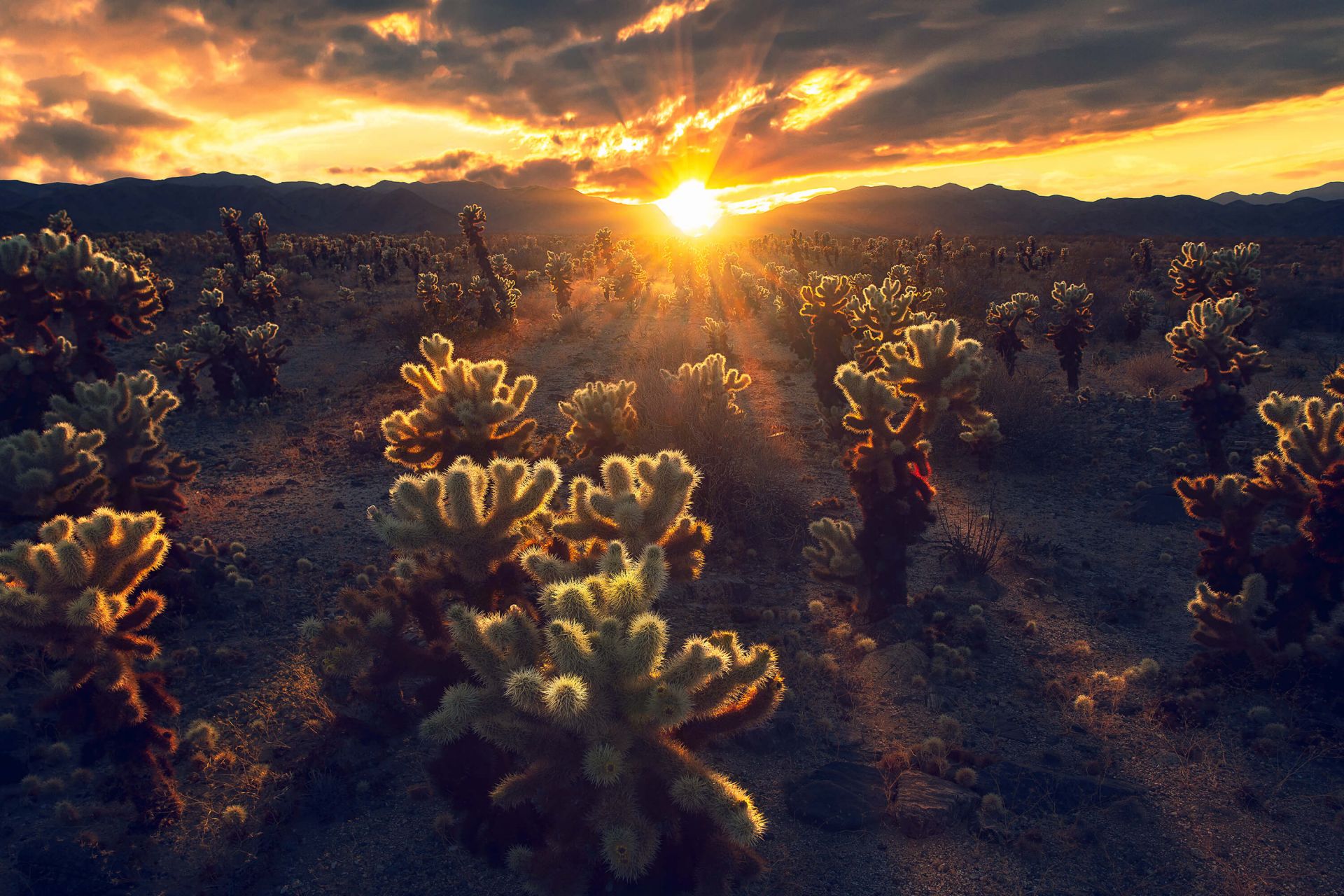 Reino de Chola Reino de Chola