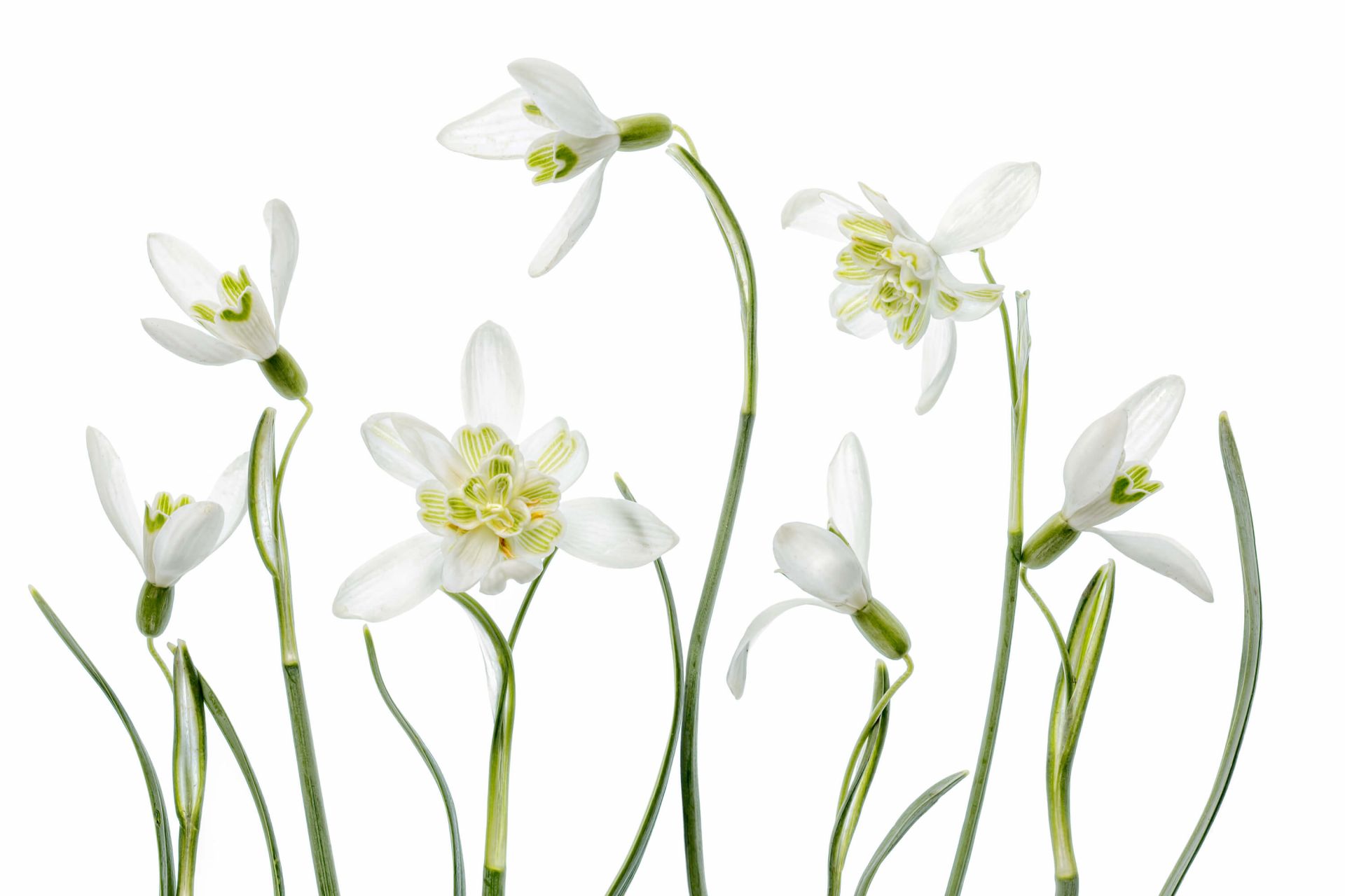Campanillas de primavera
