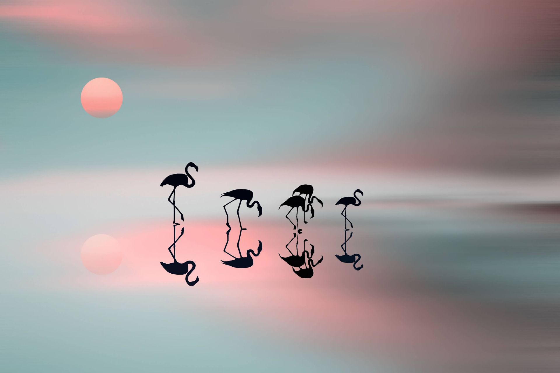 Familia de los flamencos