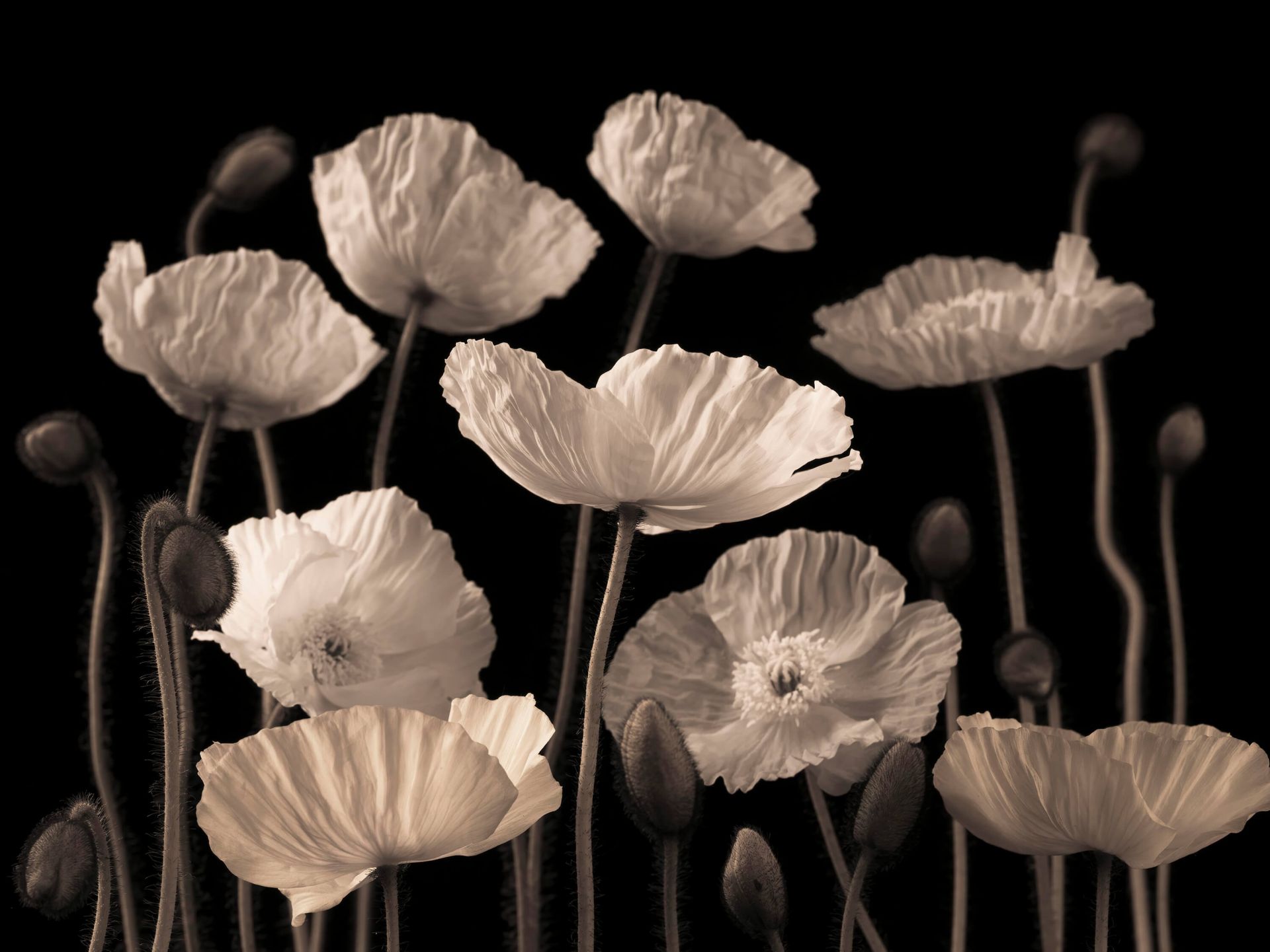Amapolas y brotes