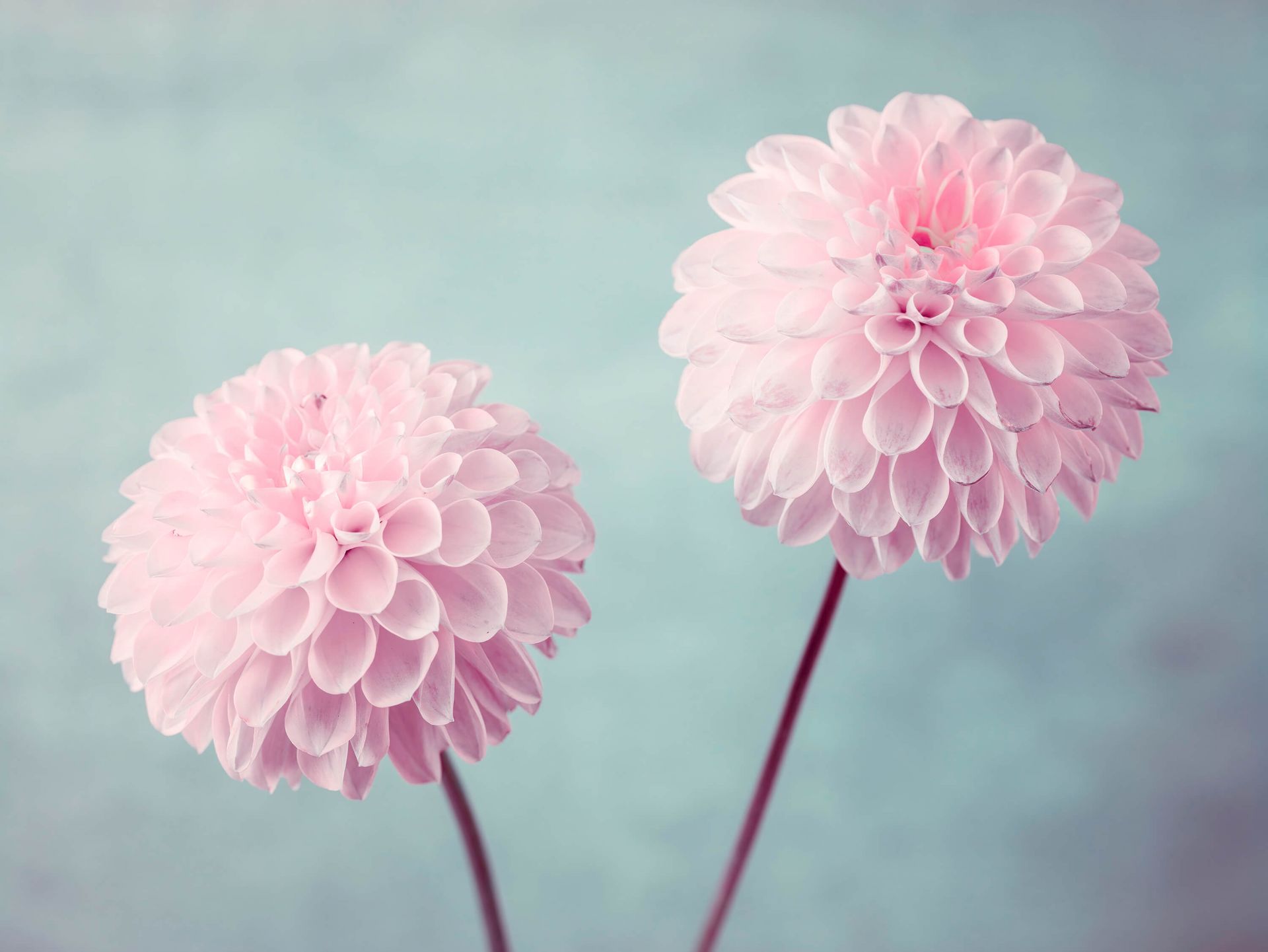 Dos flores de Dalia