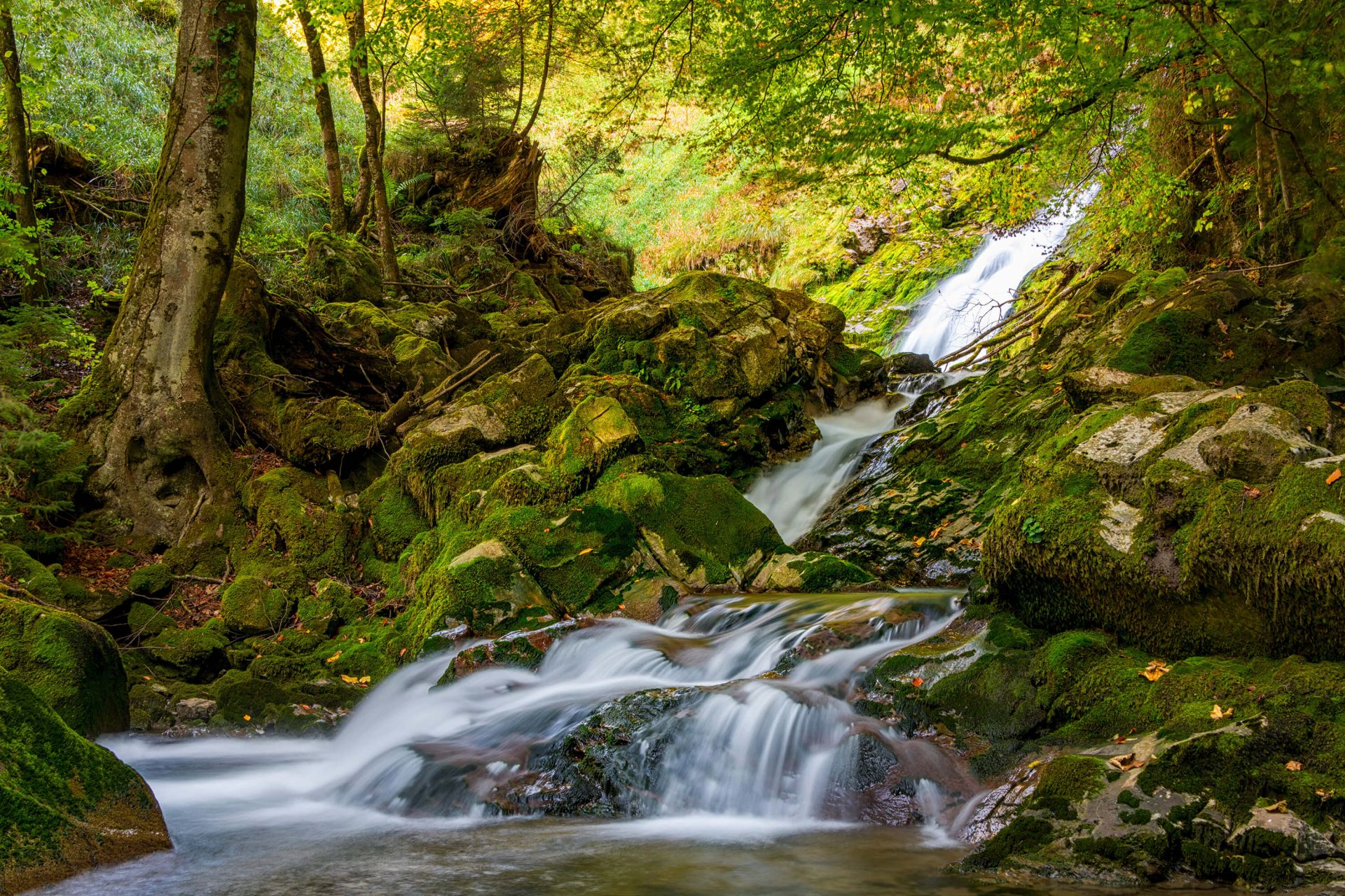 Cascada en medio del bosque