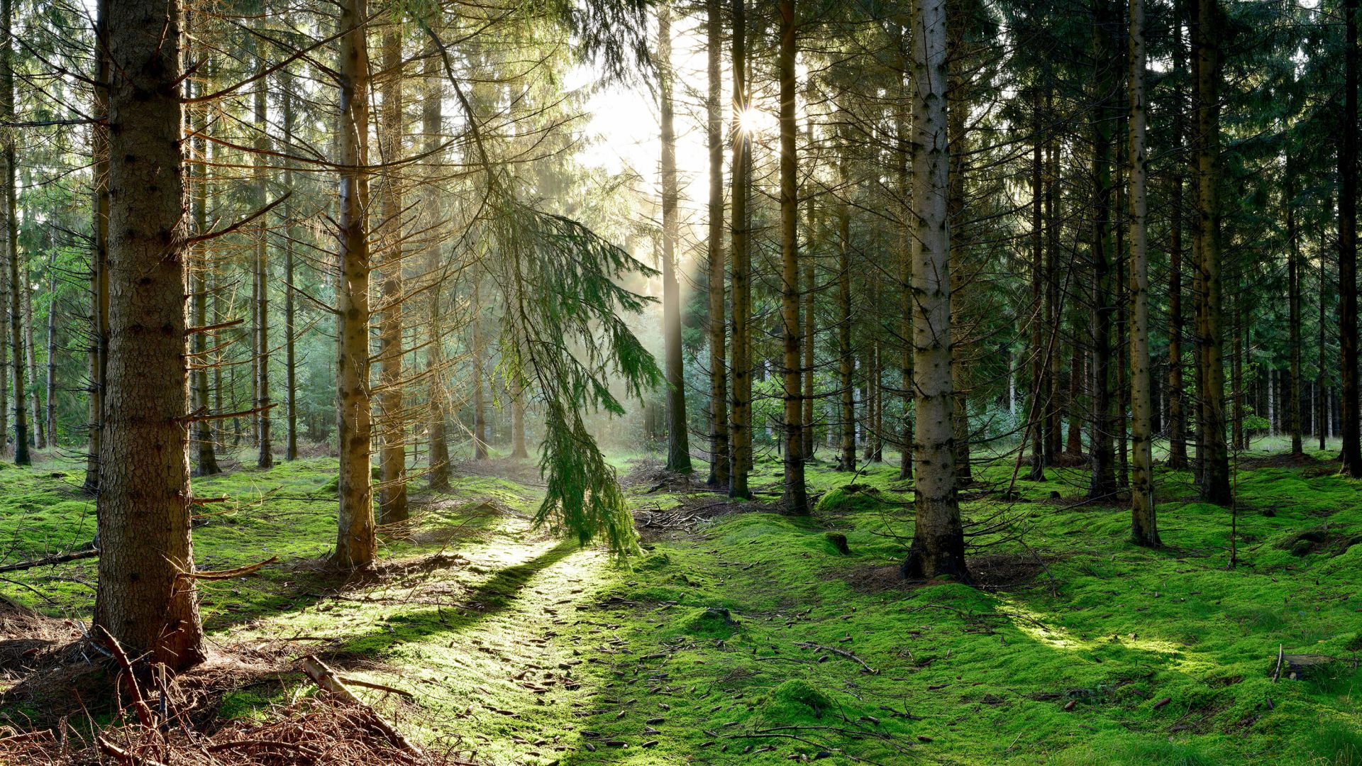 Bosque de coníferas al sol de la mañana