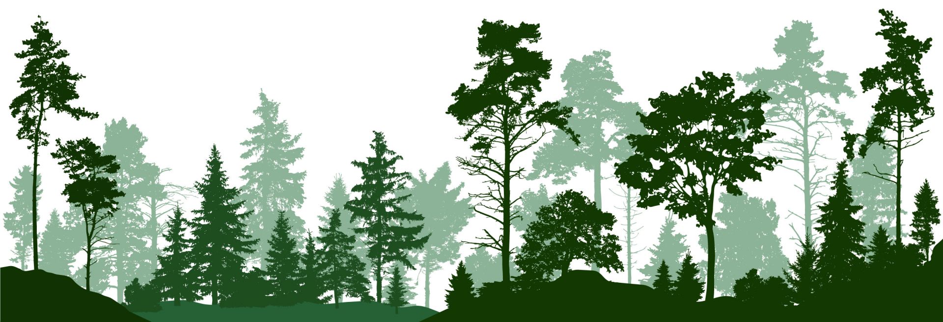 Bosque verde de coníferas
