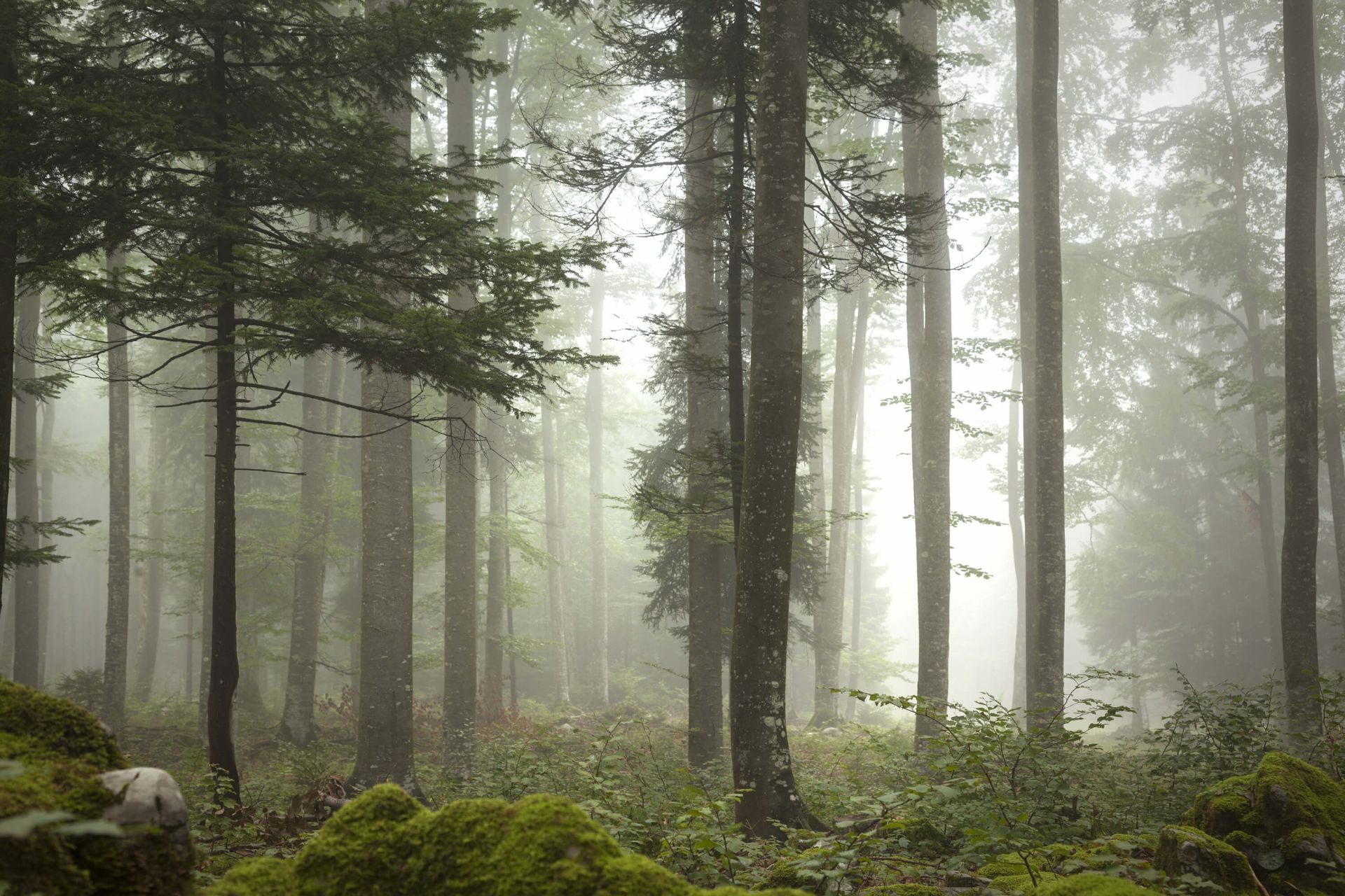 Hermoso paisaje de niebla