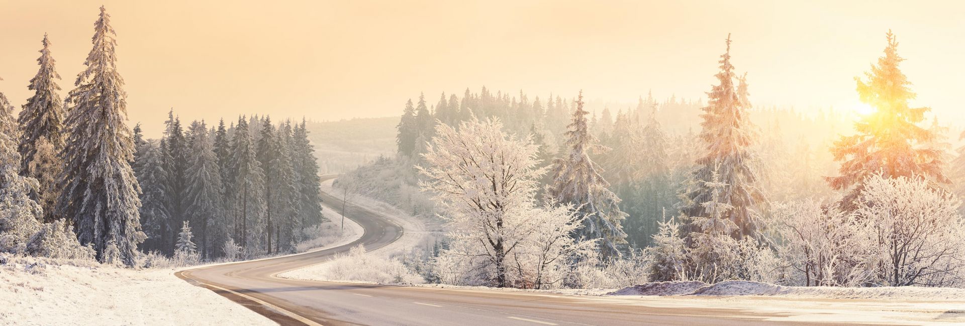 Árboles con nieve