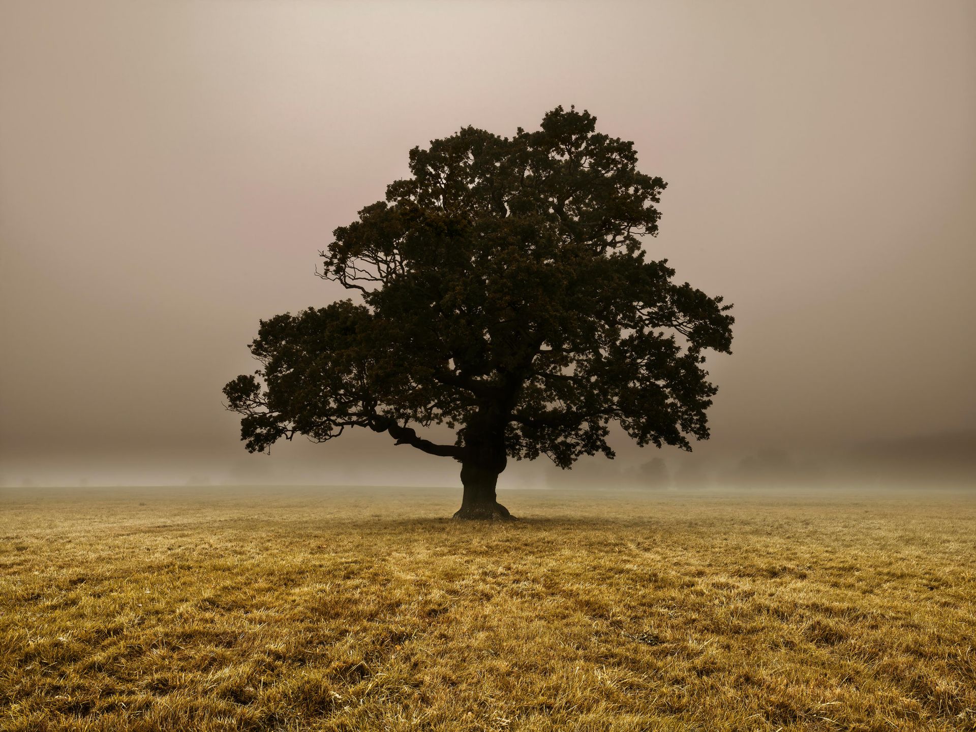 Árbol en la niebla