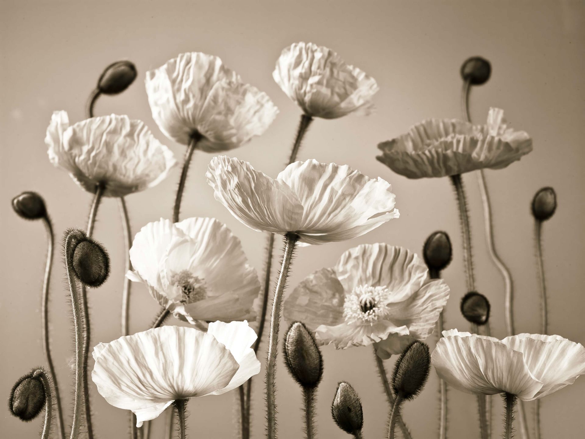 Amapolas vintage