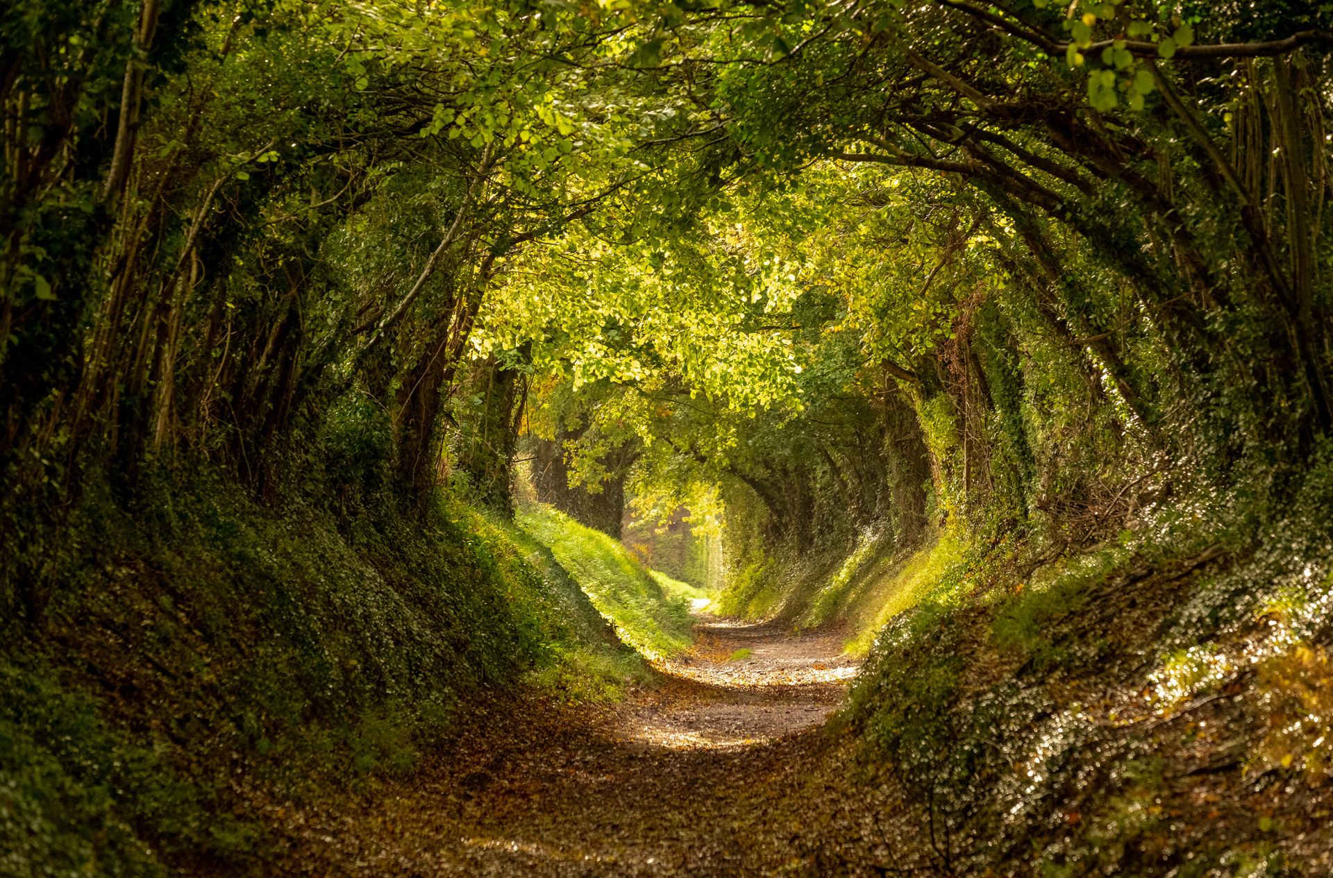 Túnel del árbol Halnaker
