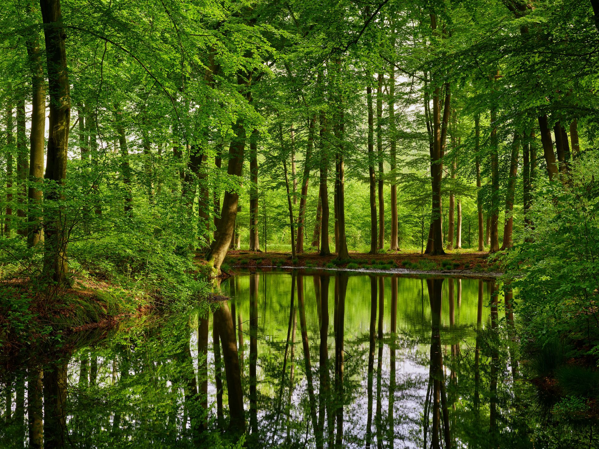 Reflejo de los árboles en el agua