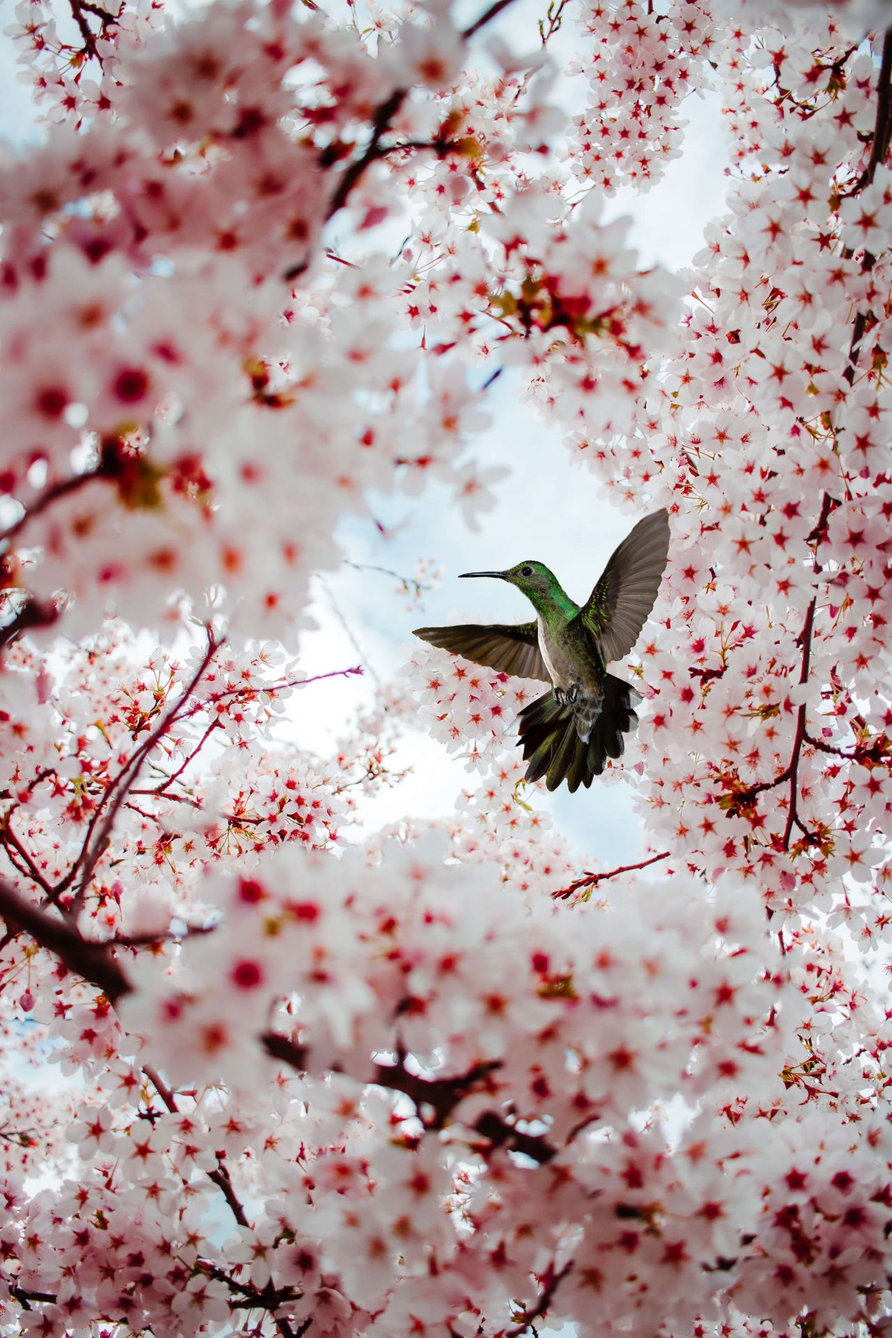 Colibrí entre las flores