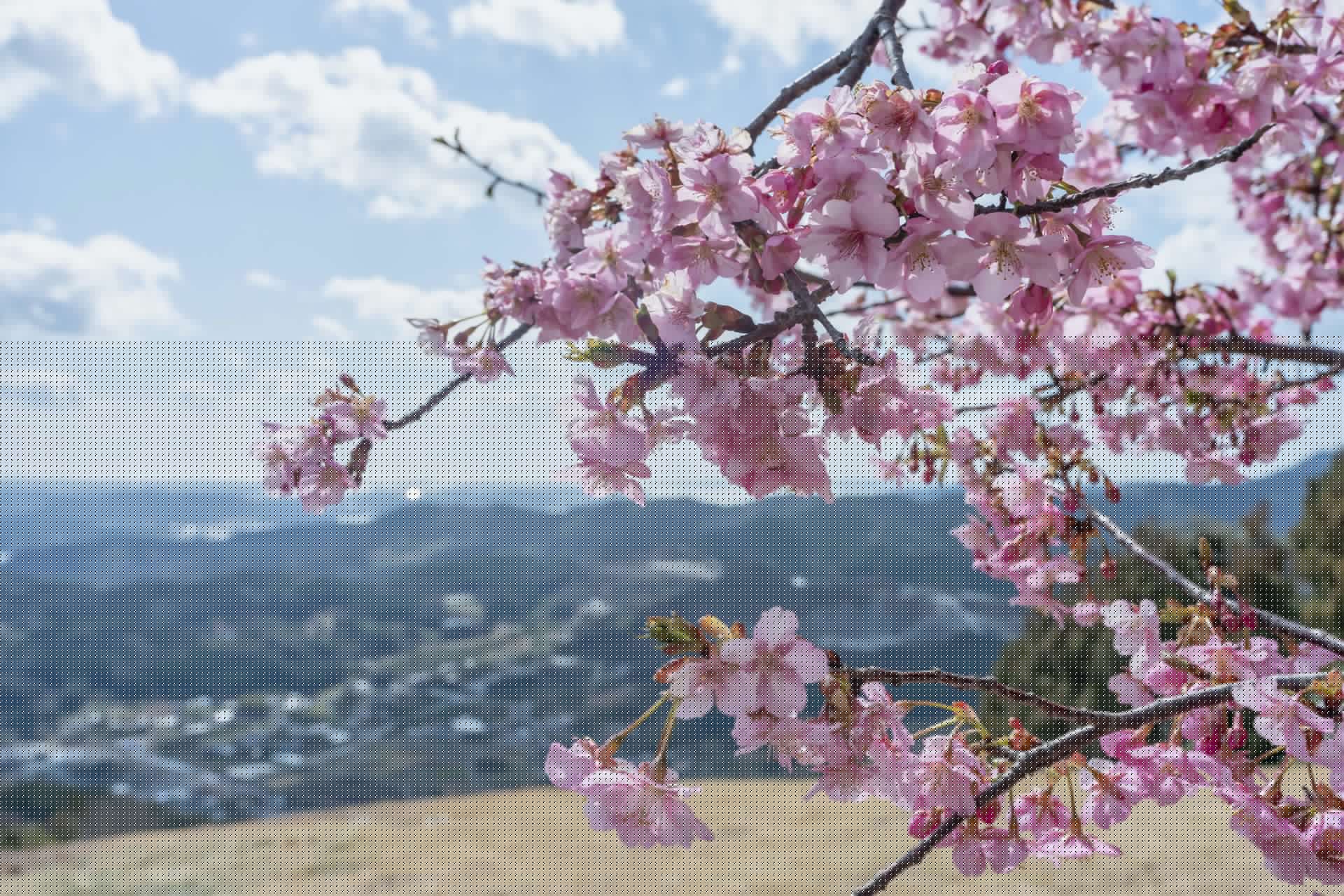 Flores japonesas con montañas