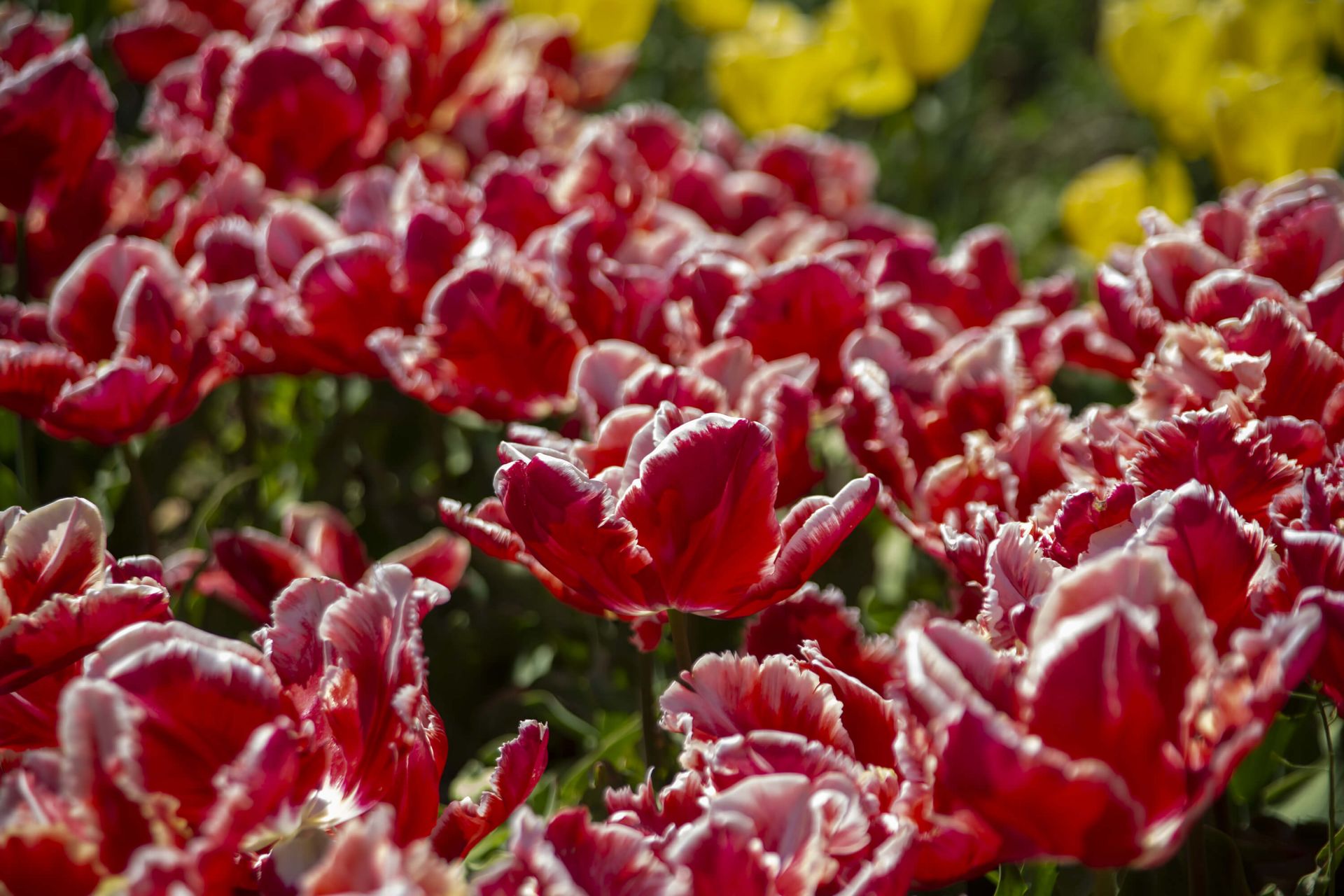 Tulipanes rojos