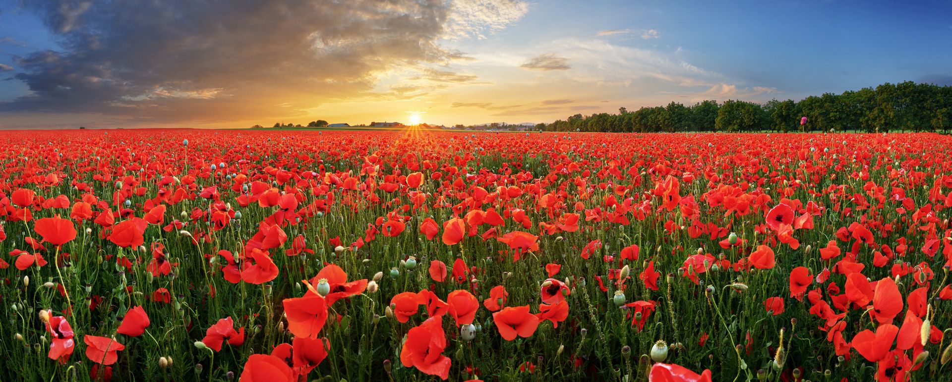 Atardecer con amapolas